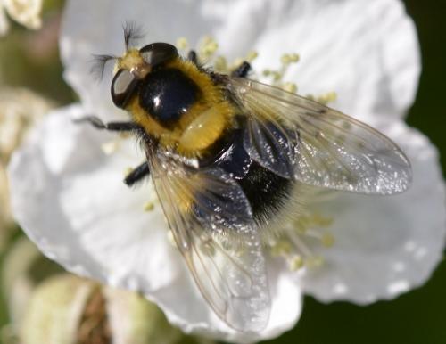 Volucella bombylans